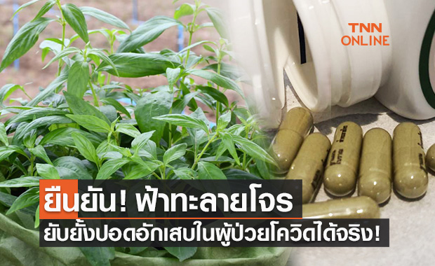 เคลียร์ปมงานวิจัย "ฟ้าทะลายโจร" ปัดถูกถอนตีพิมพ์ ชี้ช่วยยับยั้งปอดอักเสบผู้ป่วยโควิด