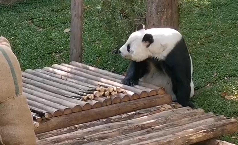 น่ารัก! สวนสัตว์เชียงใหม่พา หลินฮุ่ย รับลมหนาวที่สวนหลังบ้าน