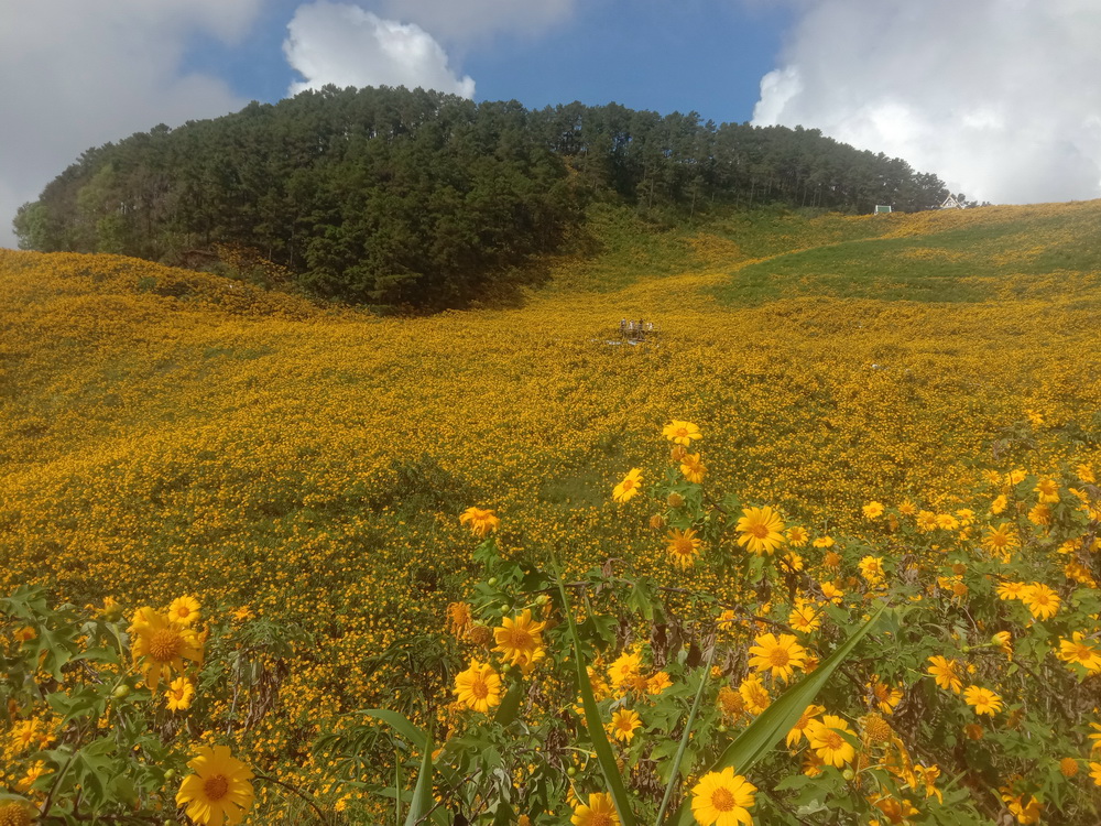 ที่เที่ยวแม่ฮ่องสอน นทท.แห่ชมทุ่งบัวตองเบ่งบานเหลืองอร่ามทั่วขุนเขา ที่เที่ยวแม่ฮ่องสอน นทท.แห่ชมทุ่งบัวตองเบ่งบานเหลืองอร่ามทั่วขุนเขา