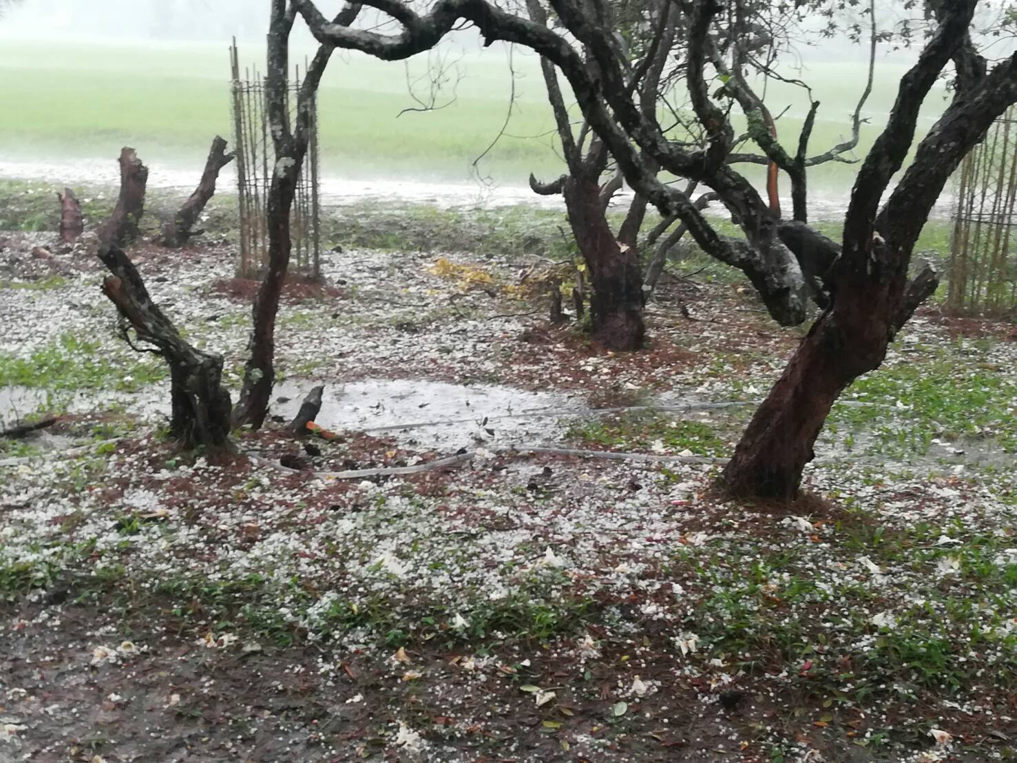 ขาวโพลน! พายุลูกเห็บตกบนยอดภูกระดึง ขาวโพลน! พายุลูกเห็บตกบนยอดภูกระดึง