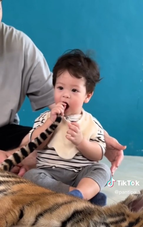  ปุ้มปุ้ย อวดโมเมนต์สุดน่ารัก น้องไซอัลบลู ทำพีคจัด เจอเสือครั้งแรก! 