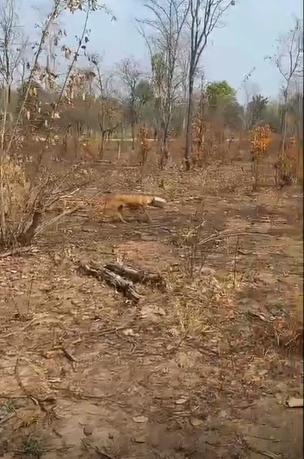 ชื่นชม! ผู้ใจบุญกว่า 10 คนช่วย สุนัข หัวติดกระปุกพลาสติกนานกว่าสัปดาห์