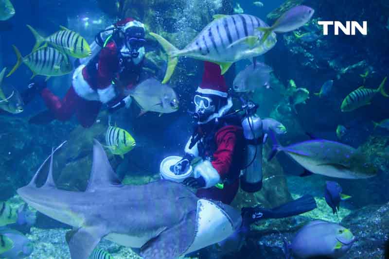 ซานต้าให้อาหารฉลาม ร่วมต้อนรับเทศกาล “คริสต์มาส” ซานต้าให้อาหารฉลาม ร่วมต้อนรับเทศกาล “คริสต์มาส”