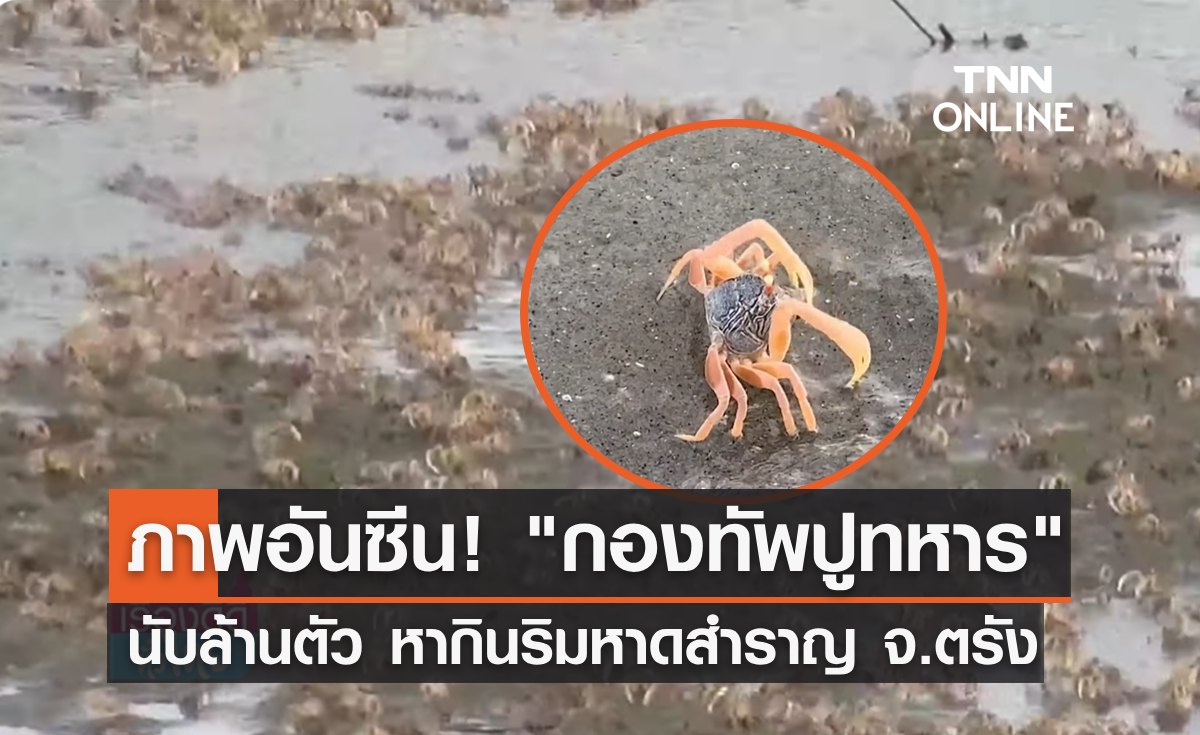 เปิดภาพอันซีน! "กองทัพปูทหาร" นับล้านตัว หากินริมหาดสำราญ จังหวัดตรัง