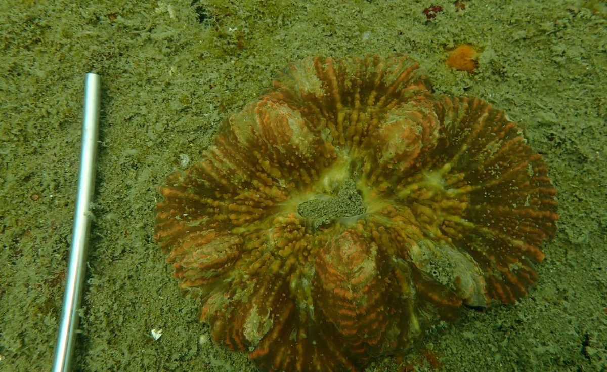 สำรวจปะการังเทียม ตู้รถไฟ-เรือรบ 10 ปีใต้ทะเล พบปะการังลงเกาะ ปลาเพียบ สำรวจปะการังเทียม ตู้รถไฟ-เรือรบ 10 ปีใต้ทะเล พบปะการังลงเกาะ ปลาเพียบ