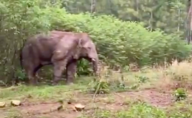 โถลูก! ช้างป่ากลัวถูกจับฉีดยาเลยหนีหมอด้วยการดำน้ำ โถลูก! ช้างป่ากลัวถูกจับฉีดยาเลยหนีหมอด้วยการดำน้ำ