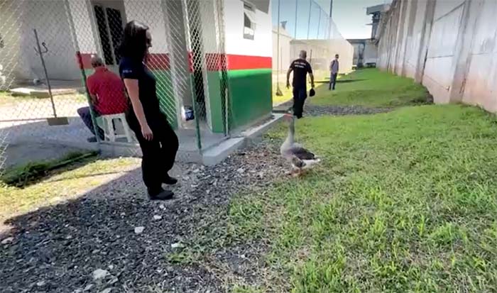 บราซิลผุดไอเดียสุดล้ำใช้ ‘ห่าน’ เฝ้านักโทษแหกเรือนจำ บราซิลผุดไอเดียสุดล้ำใช้ ‘ห่าน’ เฝ้านักโทษแหกเรือนจำ