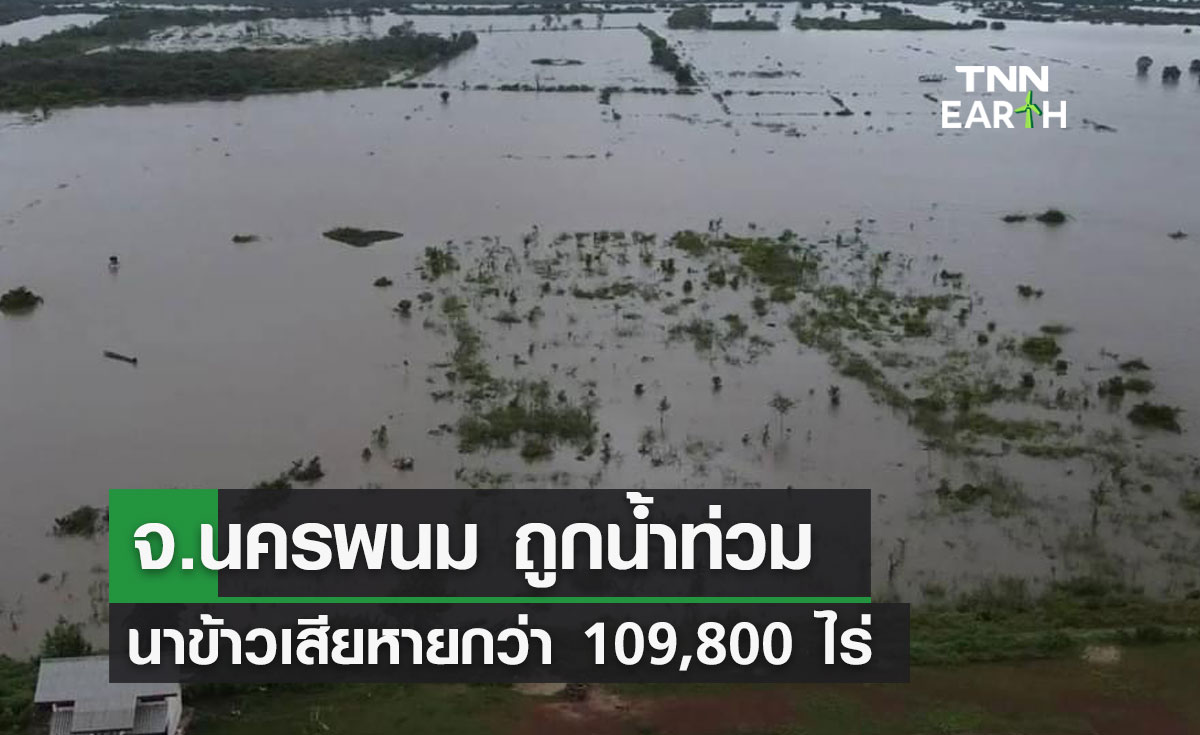 จ.นครพนม ถูกน้ำท่วม นาข้าวเสียหายกว่า 109,800 ไร่