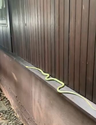 หน่อย บุษกร โพสต์คลิปเด็ด!! งูเขียวสายแฟ ทำชาวเน็ตแห่ขอบ้านเลขที่