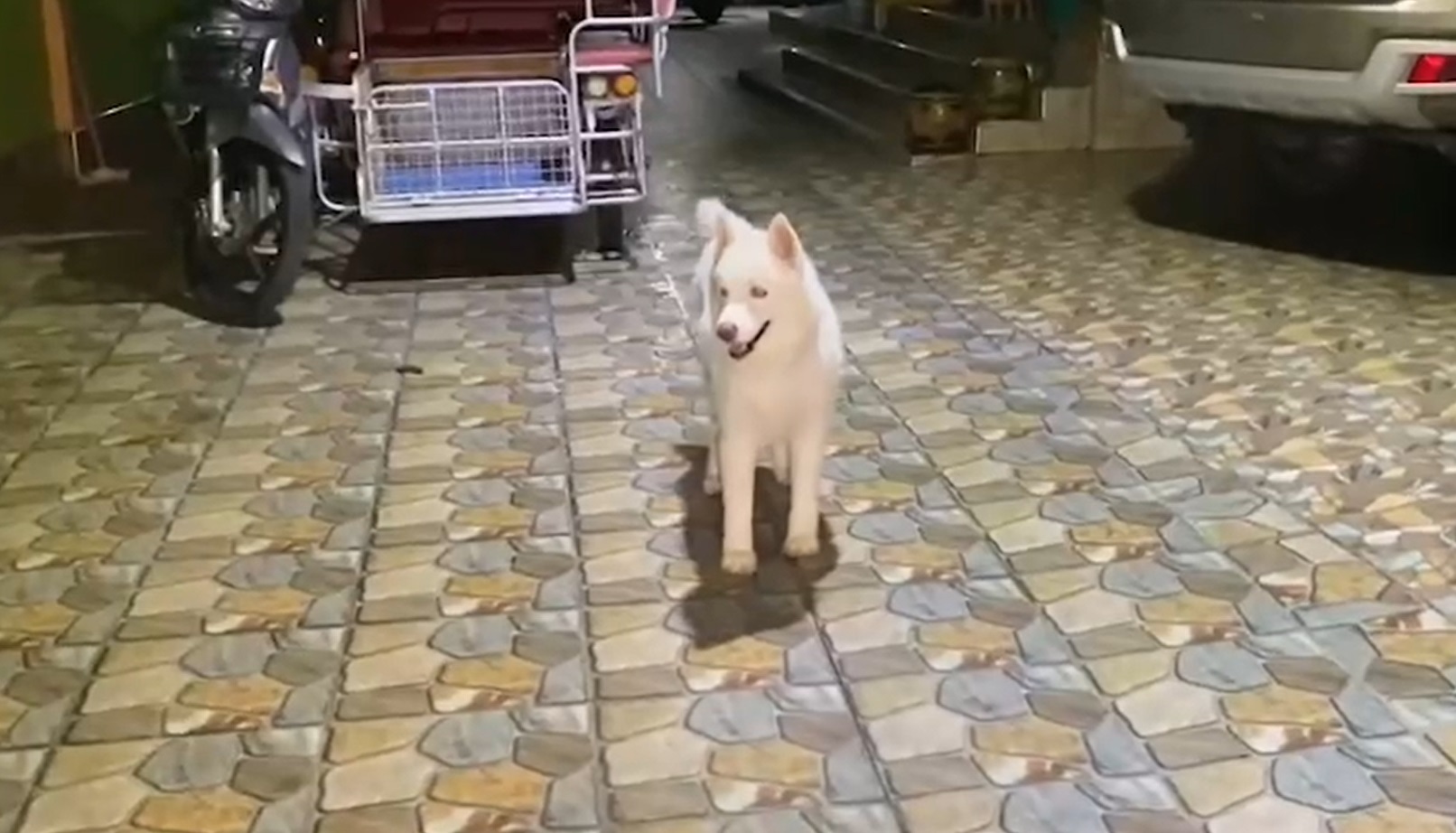 น้องหมาฮีโร่! ปลุกเจ้าของเตือนไฟไหม้ หวิดลุกลามทั้งชุมชน