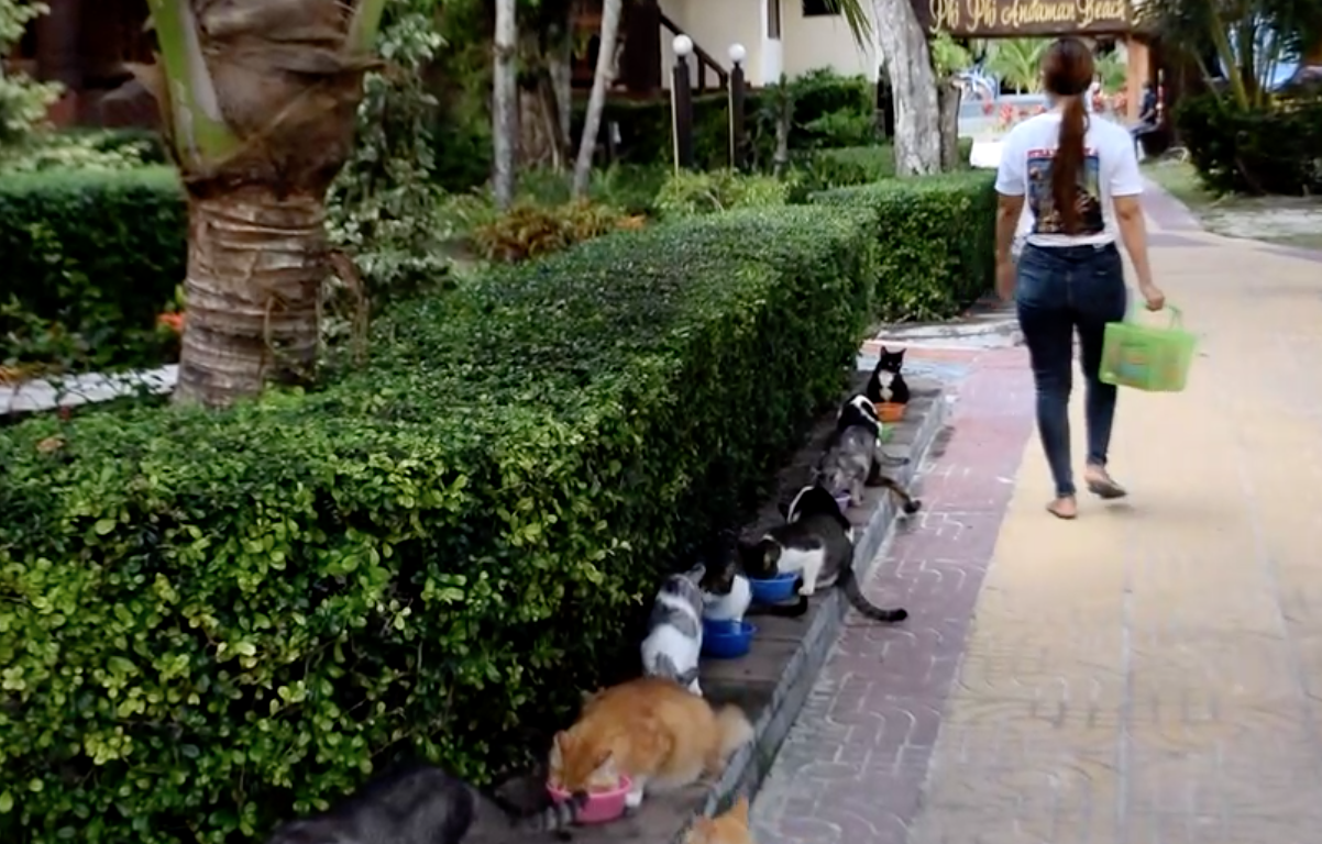 ทาสช่วยน้องด้วย! แมวถูกทิ้งติดเกาะพีพีกว่า 1 พันตัว ผลกระทบโควิด-19 ทาสช่วยน้องด้วย! แมวถูกทิ้งติดเกาะพีพีกว่า 1 พันตัว ผลกระทบโควิด-19