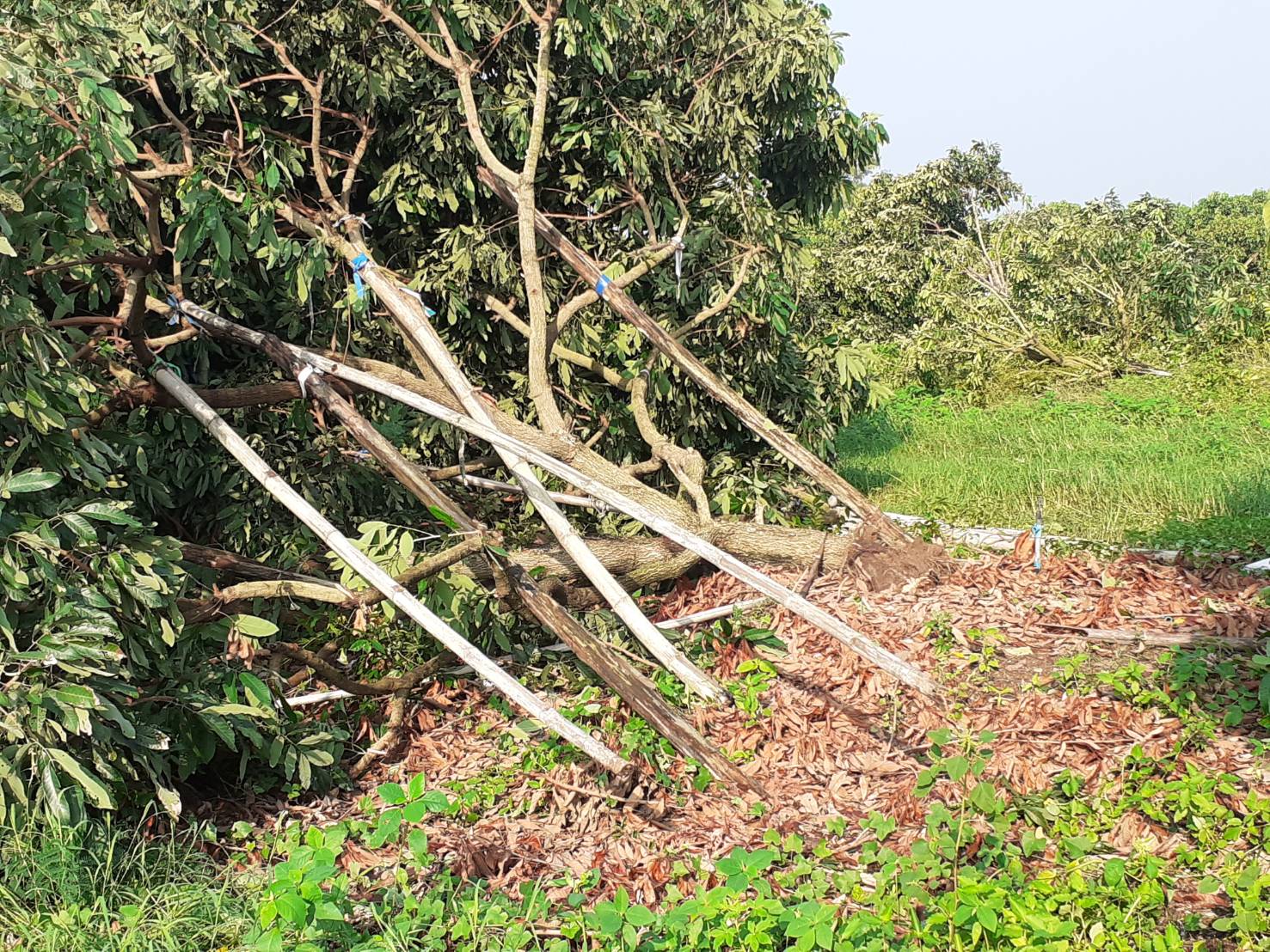พายุฤดูร้อน! พัดถล่มสระแก้ว บ้านเรือน ร้านค้าเสียหายยับ พายุฤดูร้อน! พัดถล่มสระแก้ว บ้านเรือน ร้านค้าเสียหายยับ