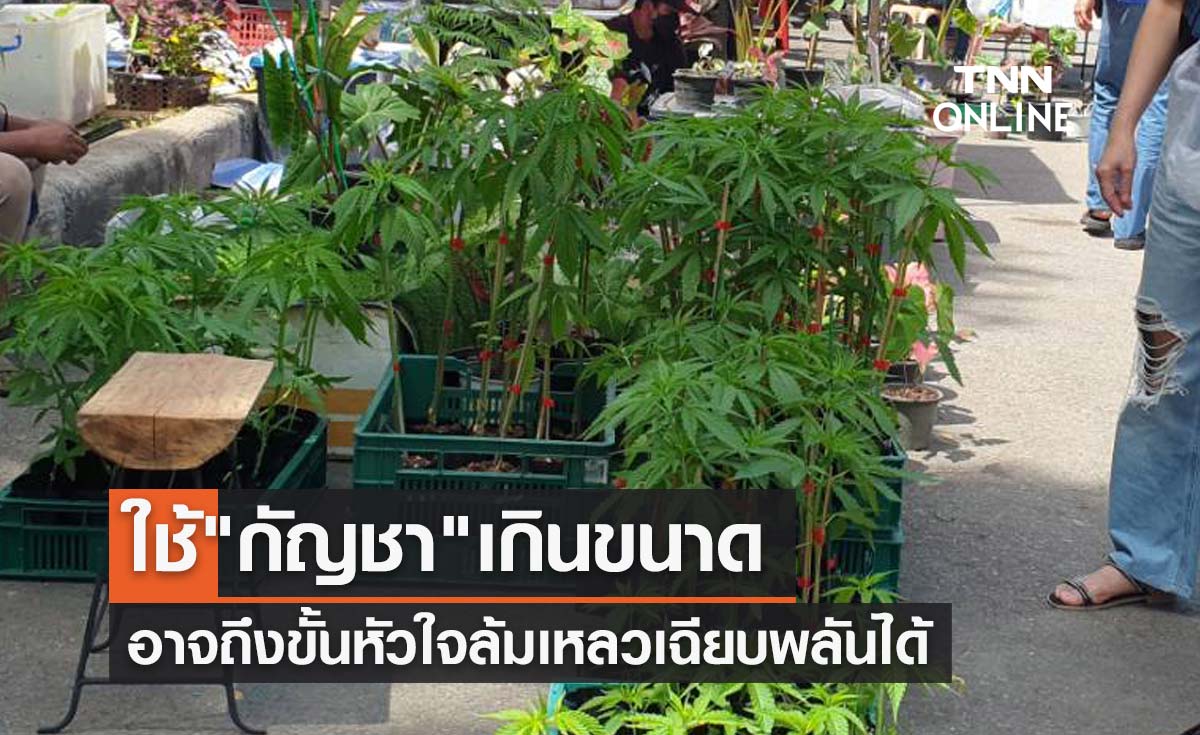 เตือน! อาการแพ้หากใช้"กัญชา"เกินขนาด อาจถึงขั้นหัวใจล้มเหลวเฉียบพลันได้