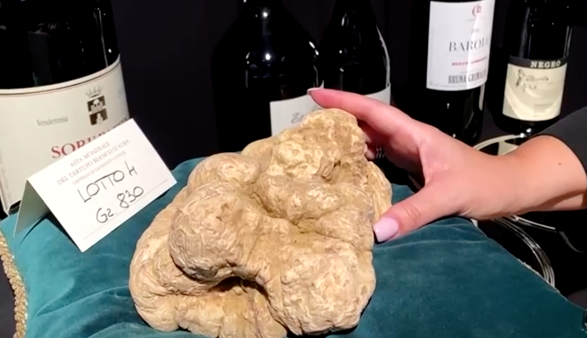 แพงกว่าทอง! เผยโฉม ‘เห็ดไวท์ ทรัฟเฟิล’ ราคามหาศาลเกือบ 4 ล้านบาท