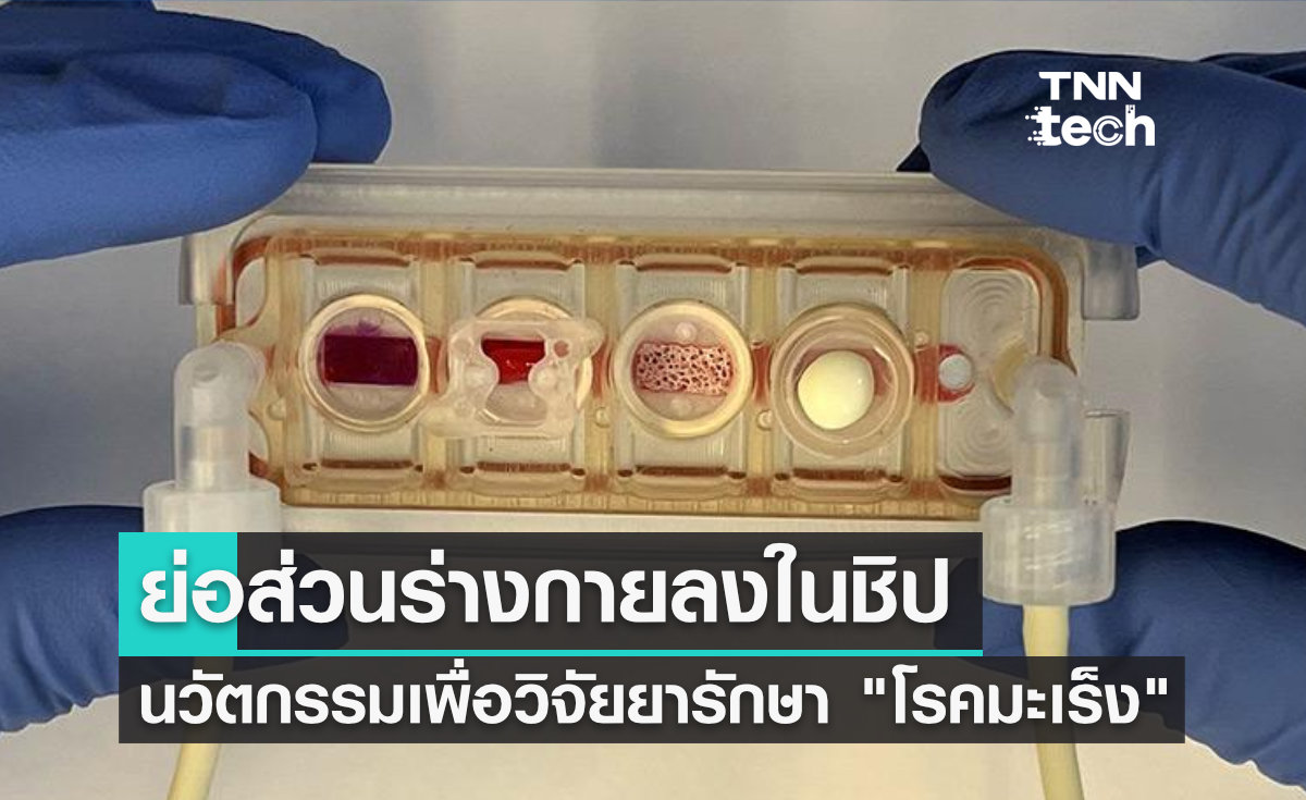 ย่อส่วนร่างกายลงในชิป นวัตกรรมเพื่อวิจัยยารักษาโรคมะเร็ง