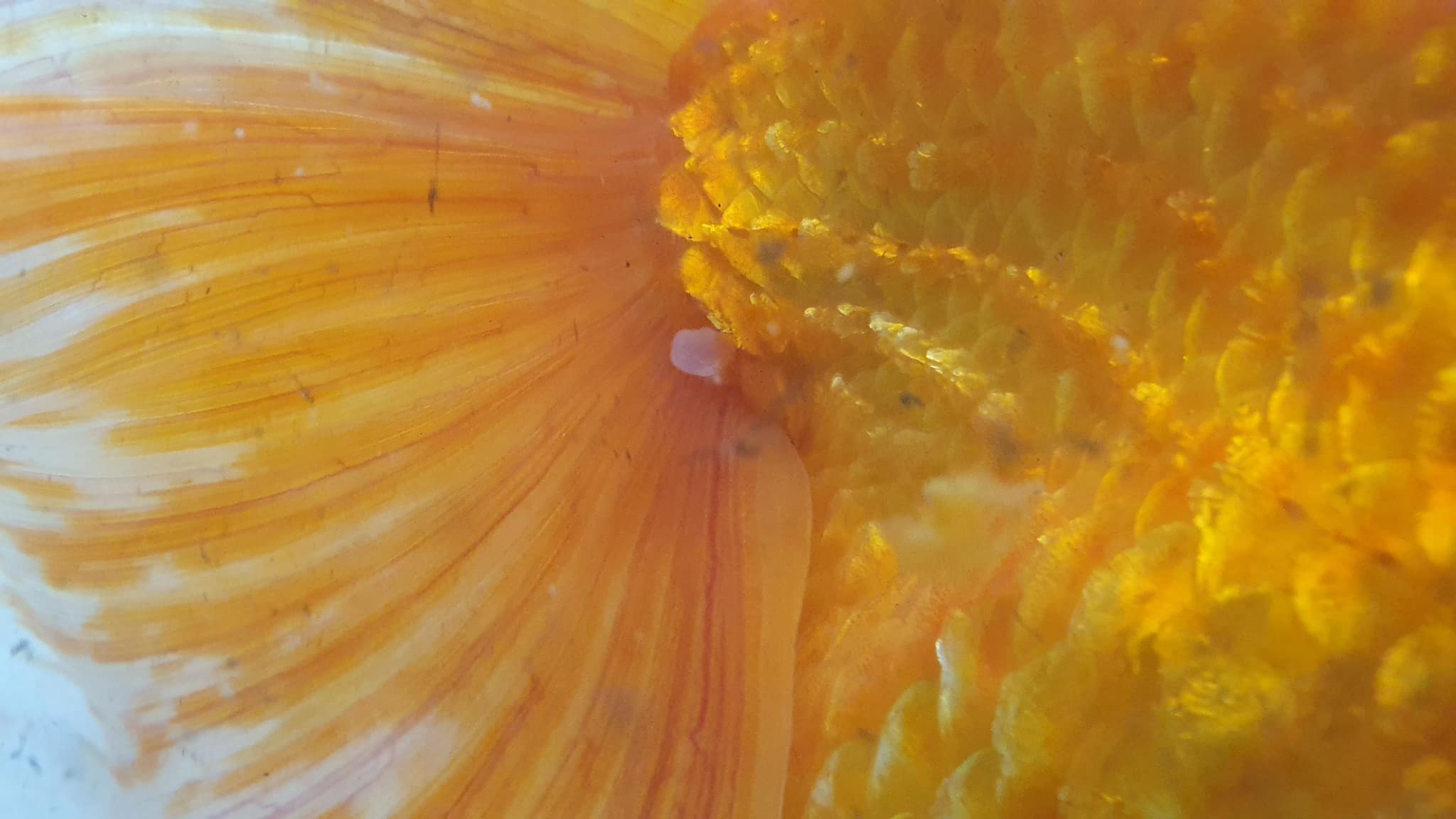 สัตวแพทย์ ผ่าตัดปลาทองสุดเนียน สัตวแพทย์ ผ่าตัดปลาทองสุดเนียน