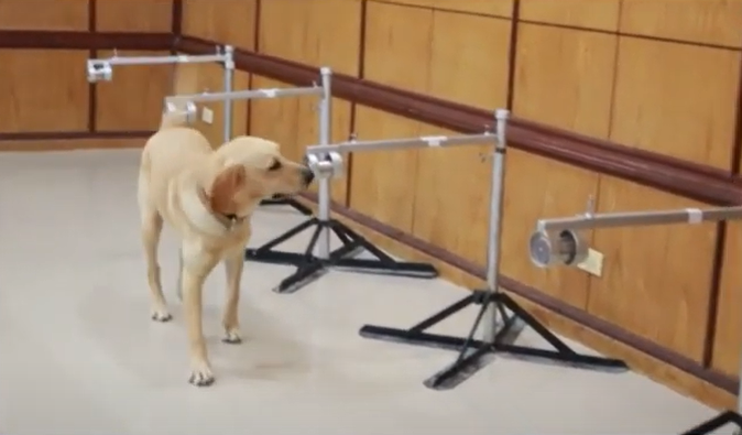 ครั้งแรกในไทย! จุฬาฯวิจัยสำเร็จ สุนัขดมกลิ่นค้นผู้ติดเชื้อโควิด