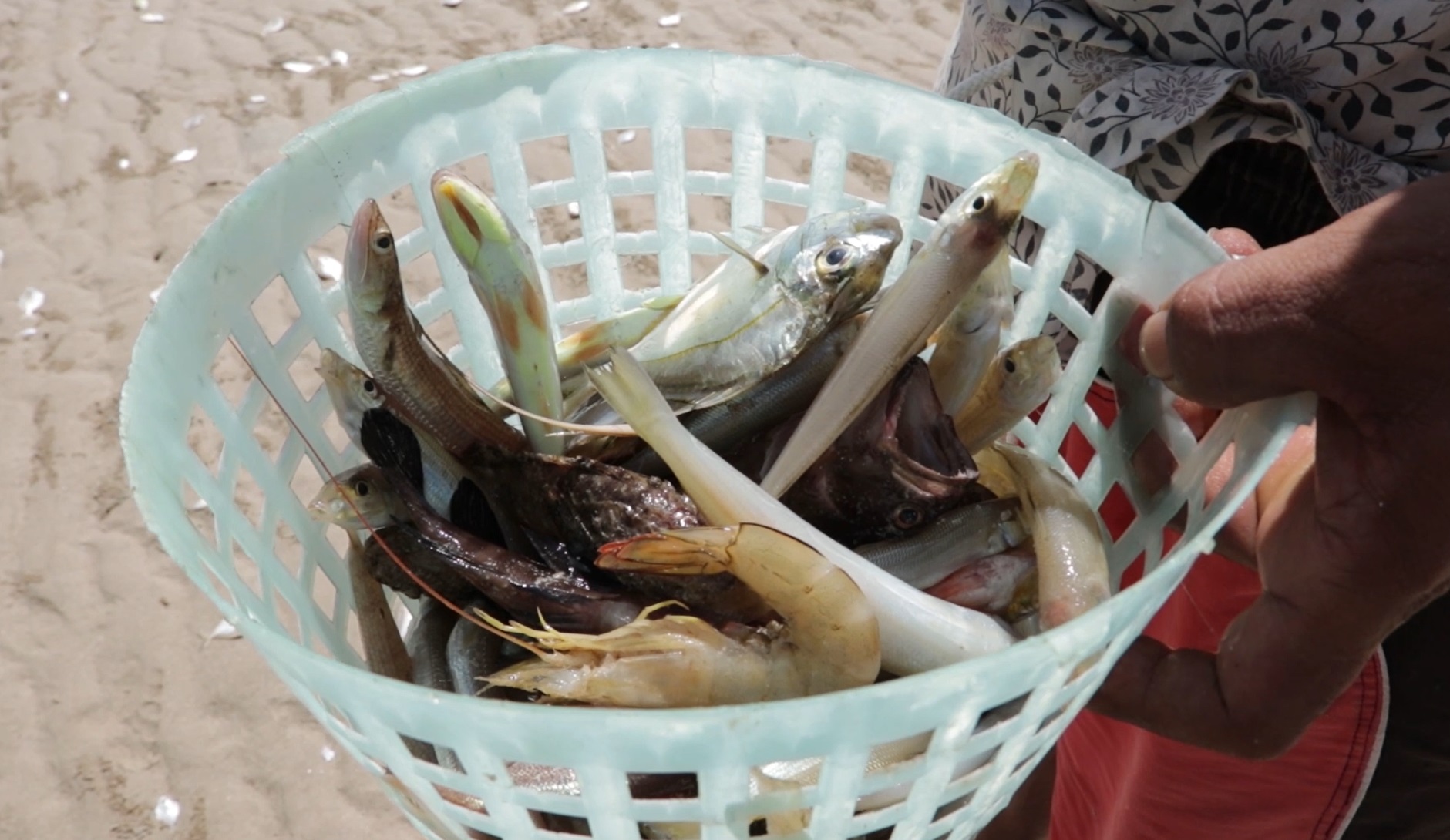 เตือนอย่าเก็บไปกิน! เปิดภาพ ปู กุ้ง ปลาตายเกลื่อน หาดทุ่งวัวแล่น เตือนอย่าเก็บไปกิน! เปิดภาพ ปู กุ้ง ปลาตายเกลื่อน หาดทุ่งวัวแล่น