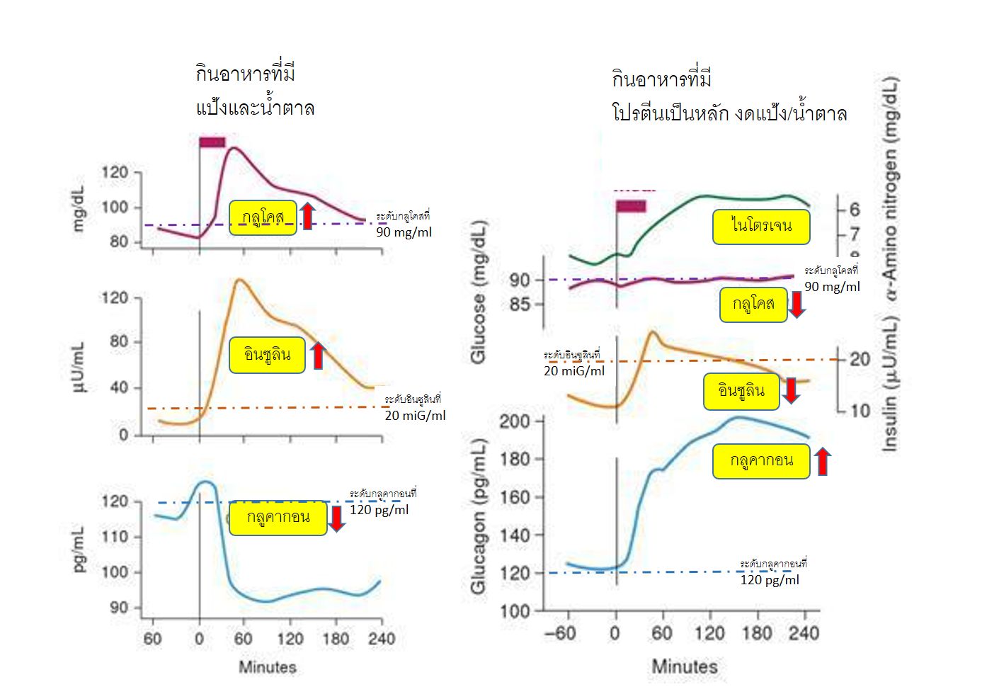 เตือน! ลดน้ำหนักแบบ คีโต เสี่ยงกล้ามเนื้อล้า-สมองคิดช้า