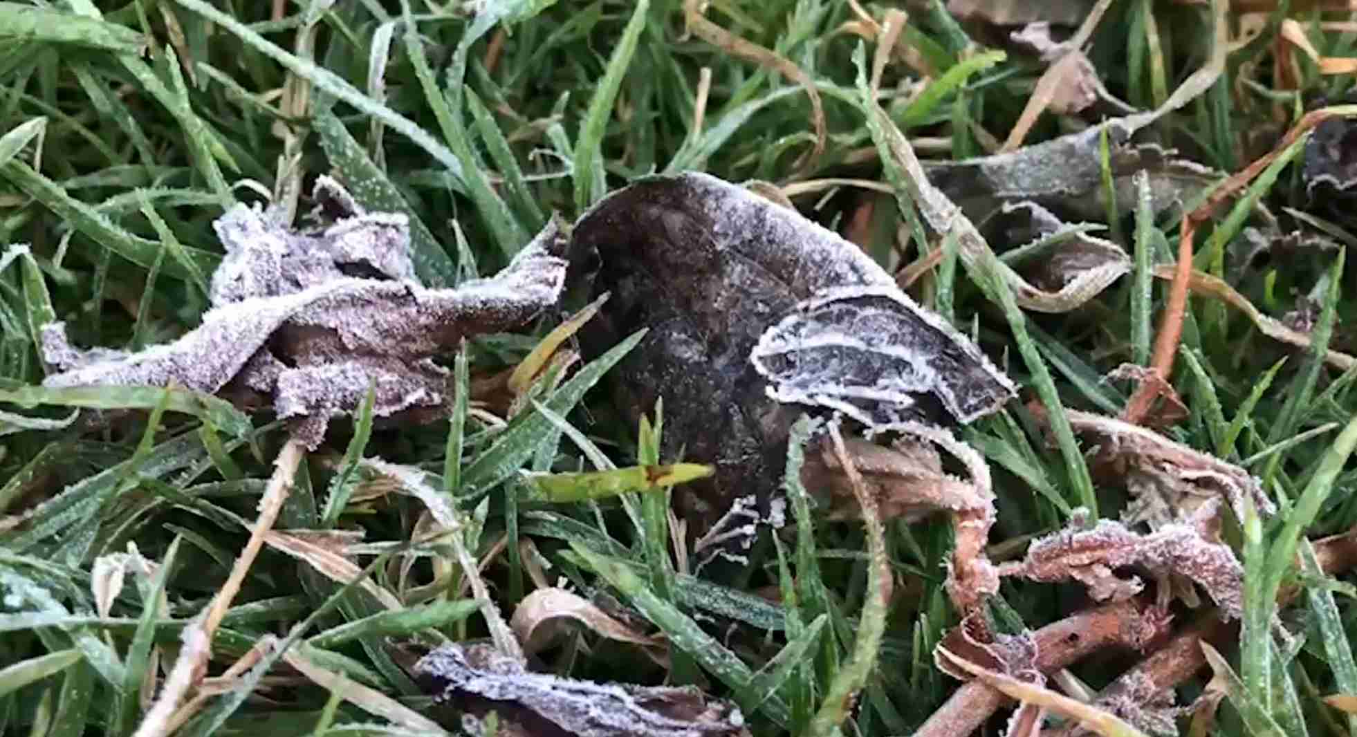 หนาวจัด! ดอยอินทนนท์ แตะ 5 องศาฯ เหมยขาบ กลับมาเยือนอีกครั้ง หนาวจัด! ดอยอินทนนท์ แตะ 5 องศาฯ เหมยขาบ กลับมาเยือนอีกครั้ง