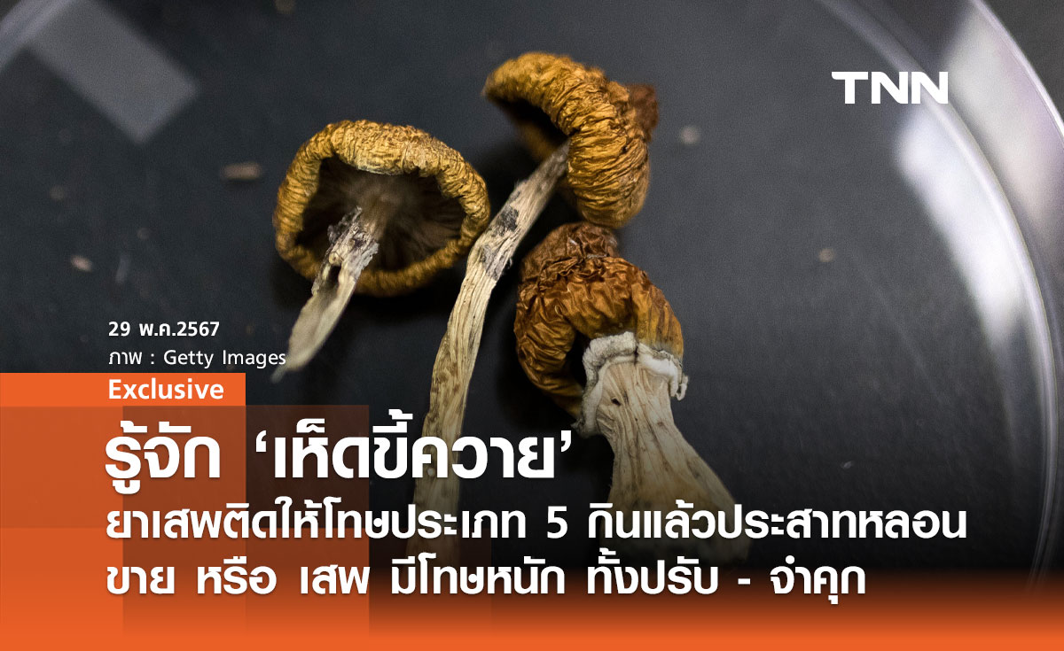 รู้จัก "เห็ดขี้ควาย" หนึ่งในยาเสพติดประเภทที่ 5 กินแล้วเมา ประสาทหลอน