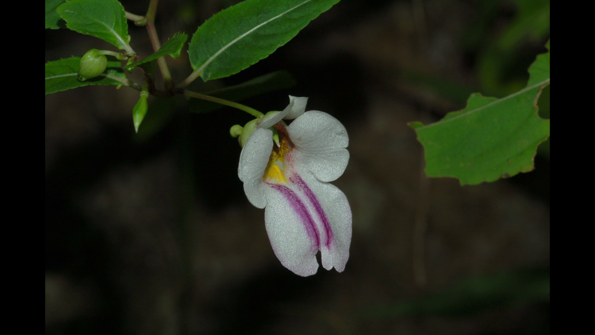 นักพฤกษศาสตร์ไทยพบ “พืชสกุลเทียน” 20 ชนิดและ 1 สายพันธุ์ใหม่ของโลก นักพฤกษศาสตร์ไทยพบ “พืชสกุลเทียน” 20 ชนิดและ 1 สายพันธุ์ใหม่ของโลก
