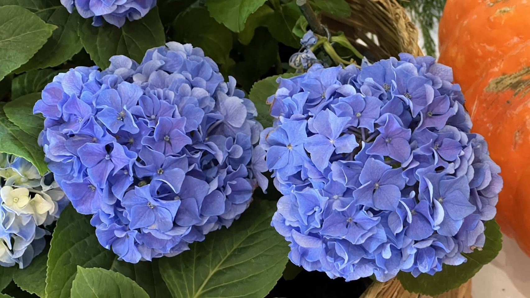 ข่าวนี้จริงไหม?... ห้ามใช้ดอกไฮเดรนเยีย ประดับเค้ก ?