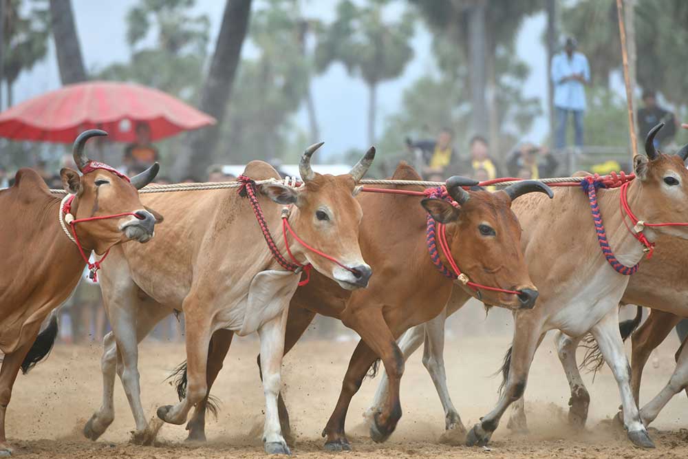 การแข่งขันกีฬาวัวลาน ประเพณีพื้นบ้านของคนไทย ช่วยกระตุ้นเศรษฐกิจในชุมชน การแข่งขันกีฬาวัวลาน ประเพณีพื้นบ้านของคนไทย ช่วยกระตุ้นเศรษฐกิจในชุมชน