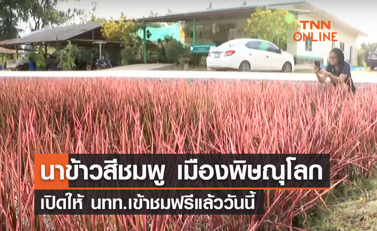 "นาข้าวสีชมพู" เมืองพิษณุโลก เปิดให้ นทท.เข้าชมฟรี