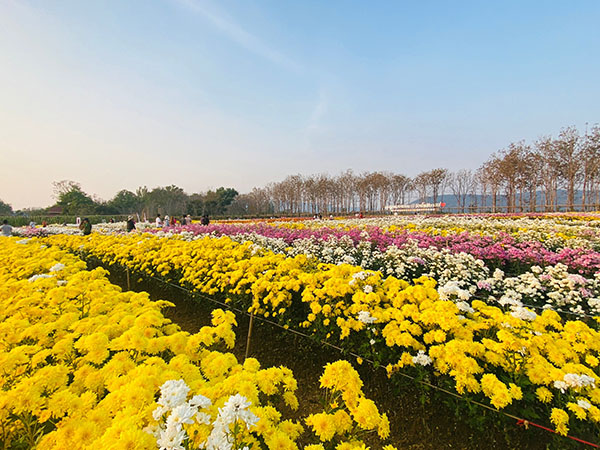 ‘ที่เที่ยววันตรุษจีน’ วังน้ำเขียวจัดงาน ‘เบญจมาศบาน’ สวยที่สุดใน 20 ปี ‘ที่เที่ยววันตรุษจีน’ วังน้ำเขียวจัดงาน ‘เบญจมาศบาน’ สวยที่สุดใน 20 ปี
