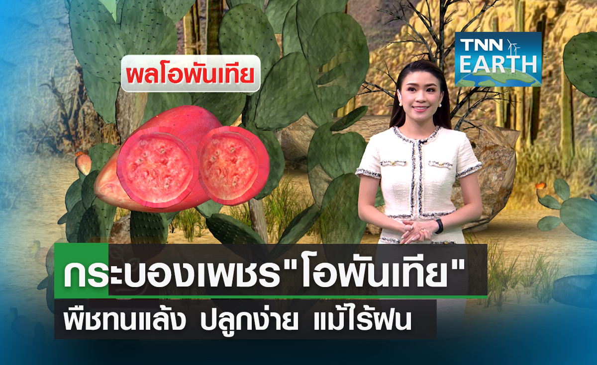 กระบองเพชร”โอพันเทีย” พืชทนแล้ง ปลูกง่าย แม้ไร้ฝน 