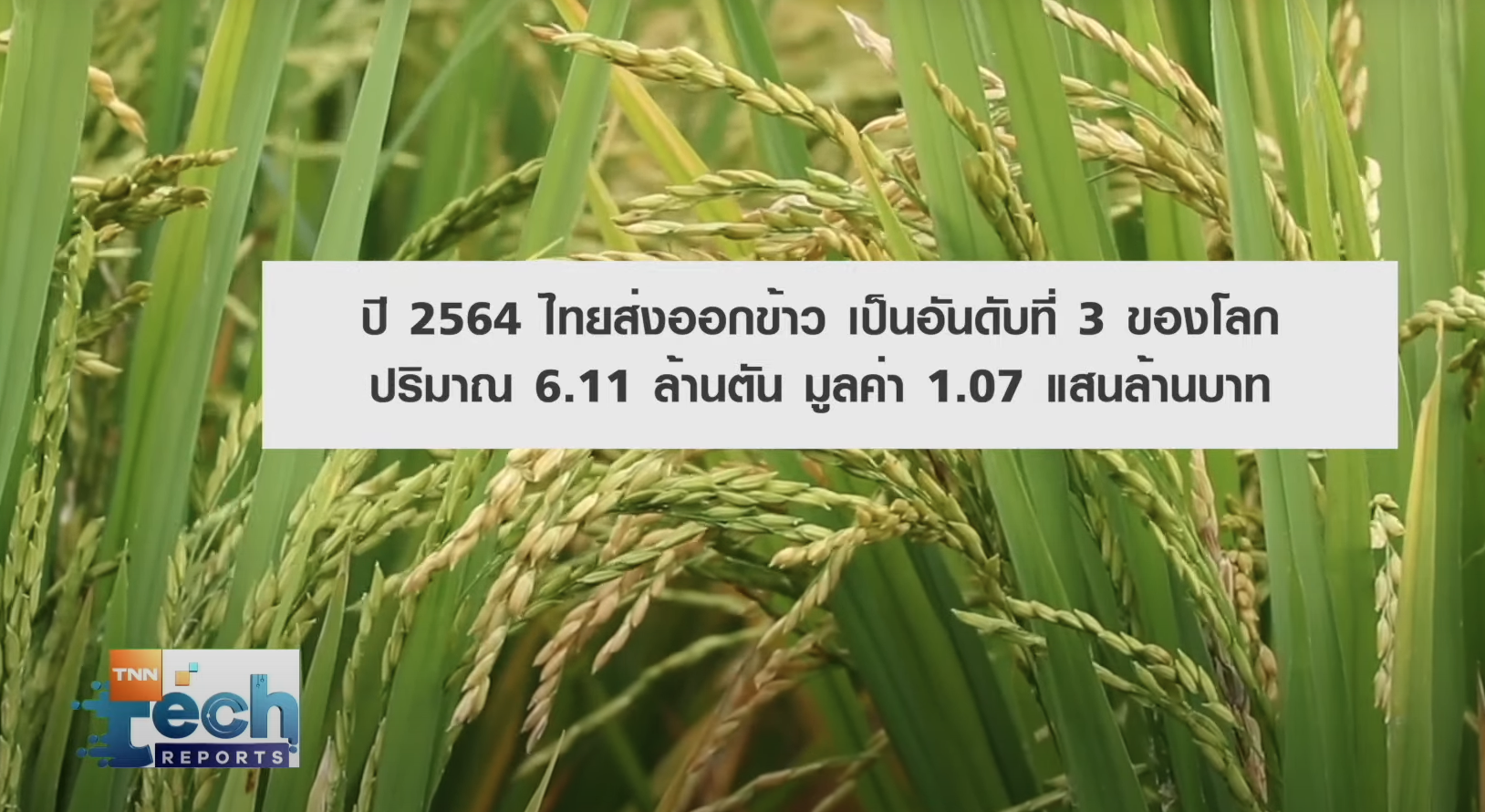 เทคโนโลยีตรวจสอบและพัฒนาสายพันธุ์ข้าว I TNN Tech Reports เทคโนโลยีตรวจสอบและพัฒนาสายพันธุ์ข้าว I TNN Tech Reports