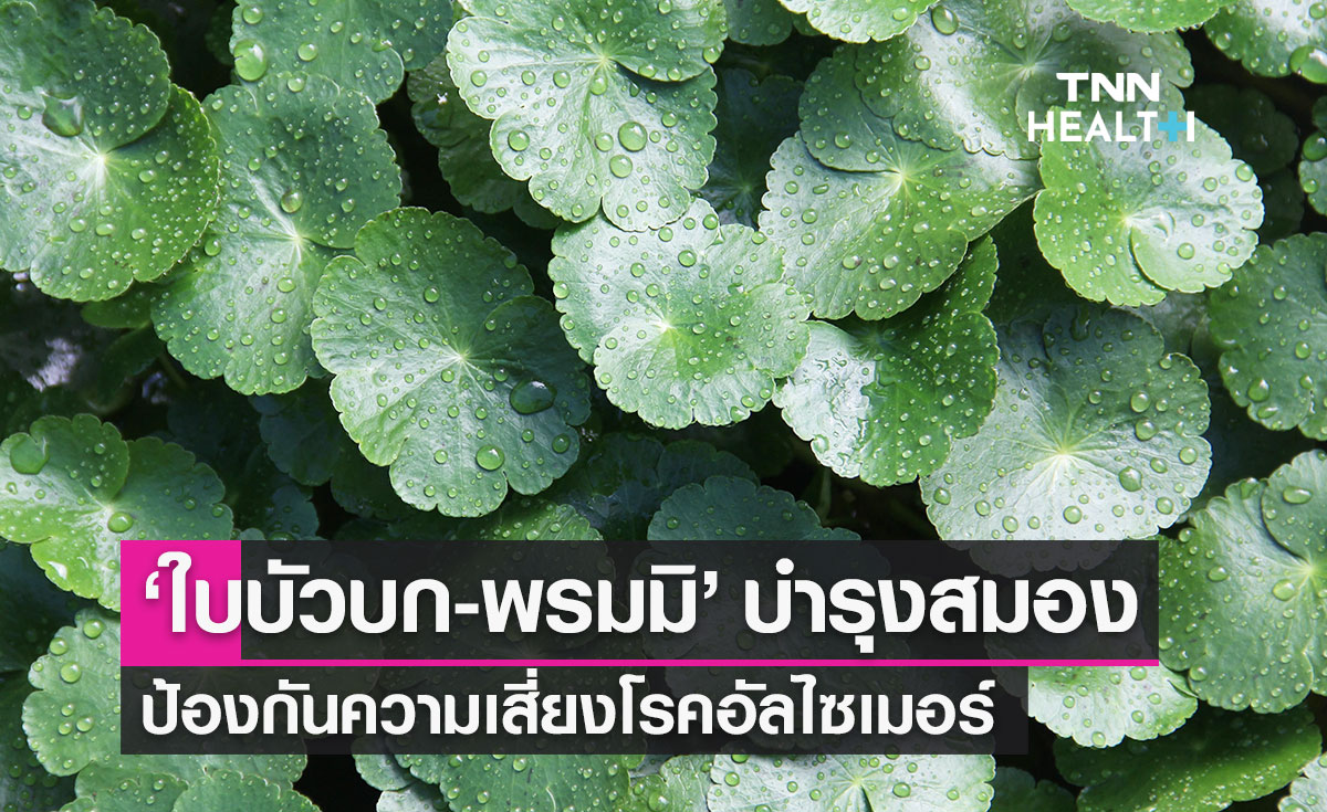 "ใบบัวบกและพรมมิ" สมุนไพรสรรพคุณบำรุงสมอง ป้องกันความเสี่ยงโรคอัลไซเมอร์