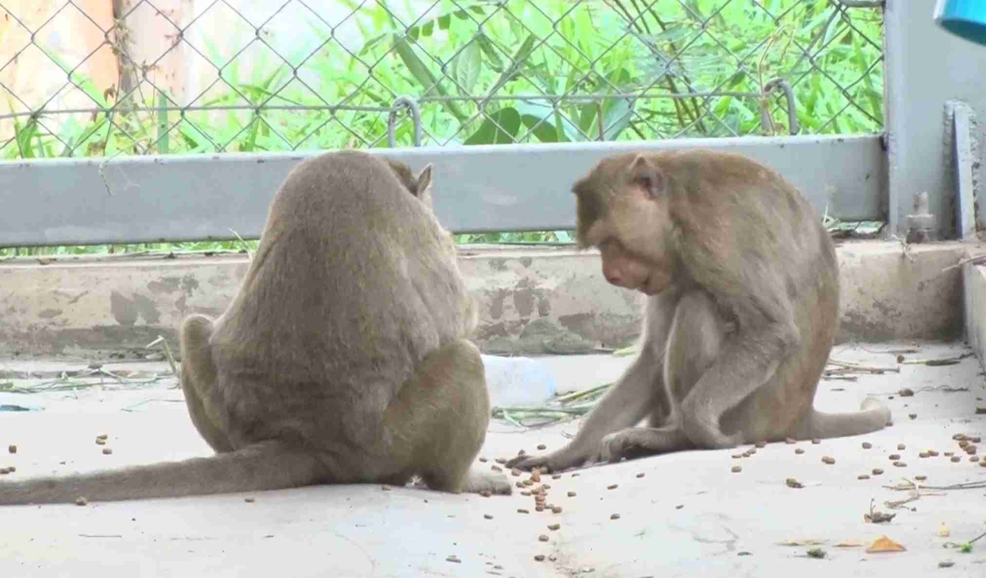 ลิงลพบุรี อยู่บ้านใหม่ผ่านไปวันแรกมีความสุข ไม่พบพฤติกรรมก้าวร้าว