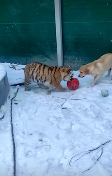 มุ้งมิ้ง!เผยภาพน่ารักเพื่อนแท้ต่างสายพันธุ์ ‘สิงโต-เสือ-สุนัข’เล่นกันอย่างสนุกสนาน มุ้งมิ้ง!เผยภาพน่ารักเพื่อนแท้ต่างสายพันธุ์ ‘สิงโต-เสือ-สุนัข’เล่นกันอย่างสนุกสนาน