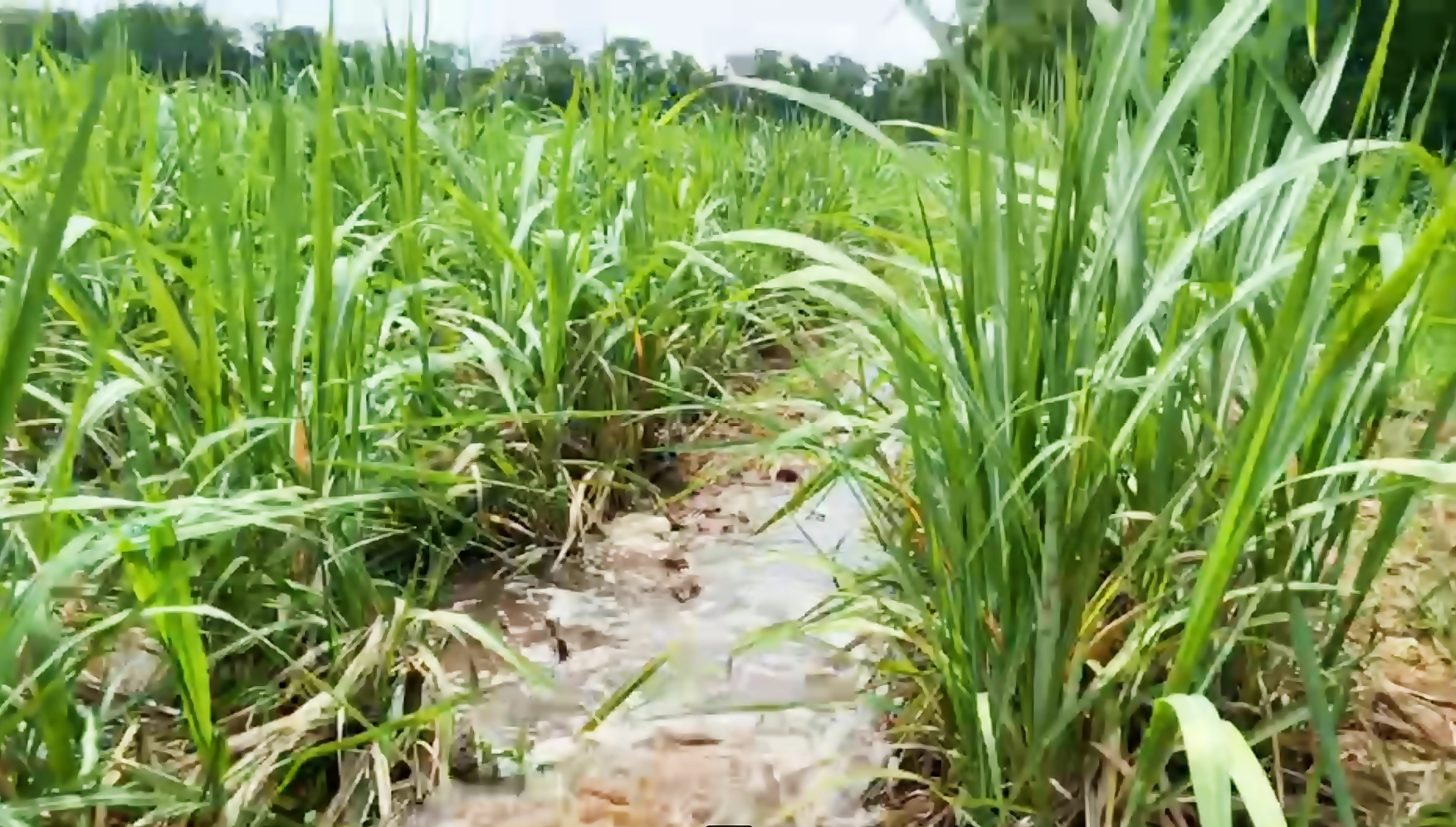 ตามไปดูเกษตรกร ได้ “น้ำปุ๋ย” จากซีพีเอฟ ช่วยก้าวผ่านวิกฤติแล้งตลอด 20 ปี ตามไปดูเกษตรกร ได้ “น้ำปุ๋ย” จากซีพีเอฟ ช่วยก้าวผ่านวิกฤติแล้งตลอด 20 ปี