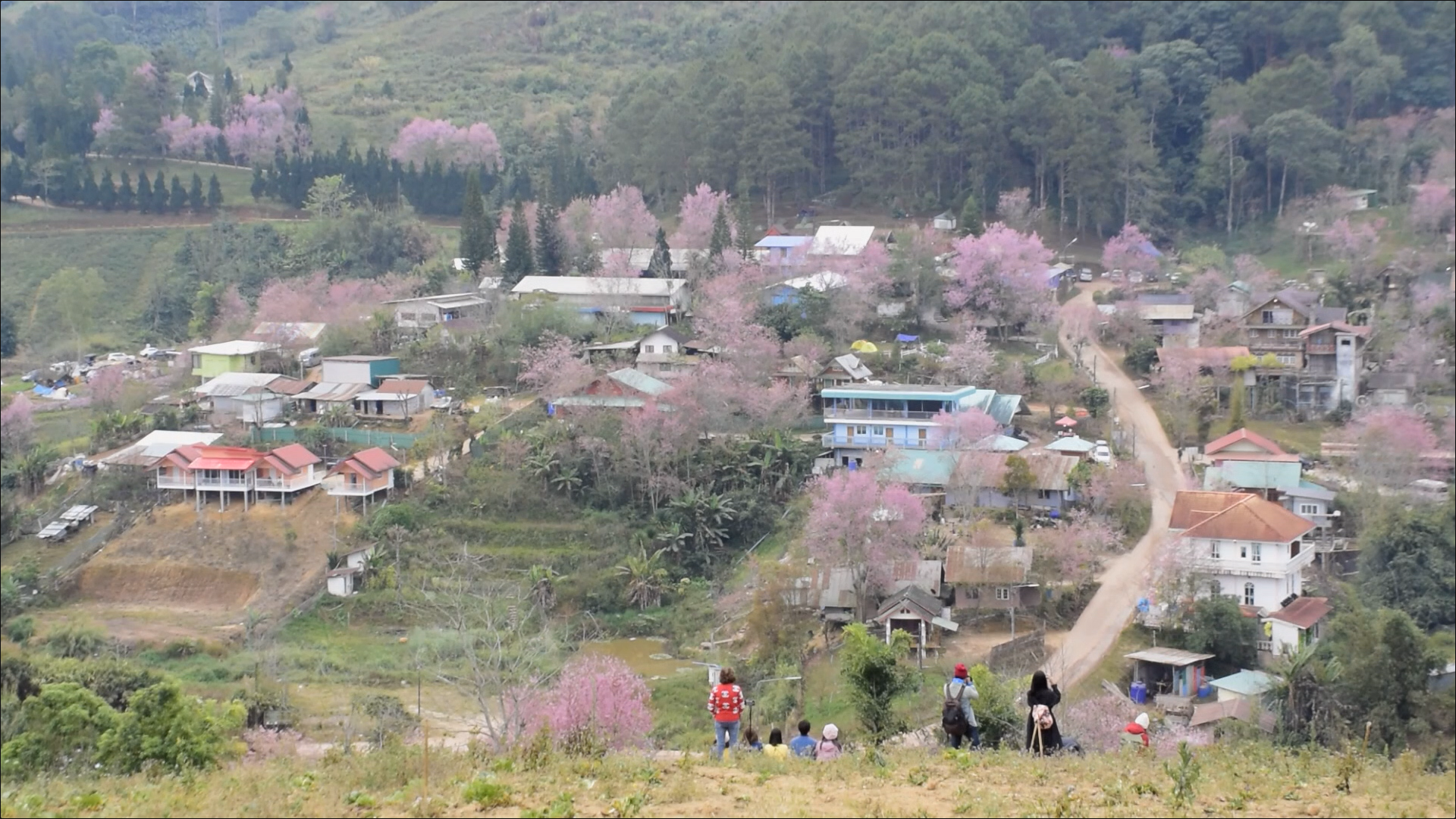 เปิดภาพ ซากุระเมืองไทย บ้านใหม่ร่องกล้า - ภูลมโล เปิดภาพ ซากุระเมืองไทย บ้านใหม่ร่องกล้า - ภูลมโล