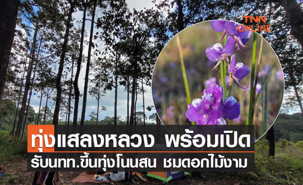 ทุ่งแสลงหลวง พร้อมเปิดให้ นทท.ขึ้นทุ่งโนนสน ชมดอกไม้งาม