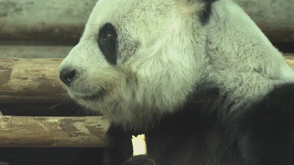 สวนสัตว์เชียงใหม่แถลงสาเหตุการตาย “หลินฮุ่ย”   (มีคลิป)