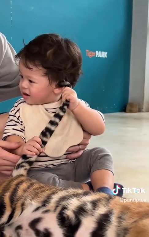  ปุ้มปุ้ย อวดโมเมนต์สุดน่ารัก น้องไซอัลบลู ทำพีคจัด เจอเสือครั้งแรก! 