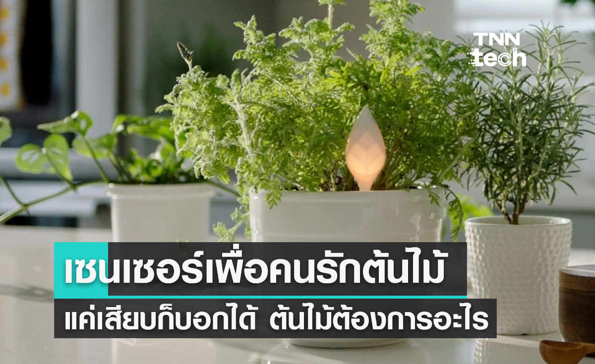 ตะมุตะมิ ! "Leaflet" เซนเซอร์ช่วยเช็กสุขภาพต้นไม้