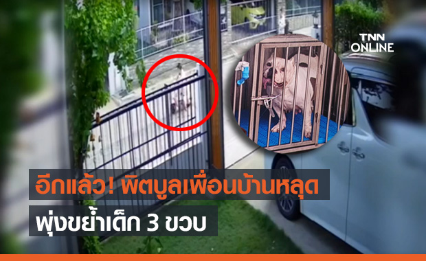 อุทาหรณ์! "พิตบูล" เพื่อนบ้านหลุด พุ่งขย้ำเด็ก 3 ขวบ เจ้าของพร้อมรับผิดชอบ