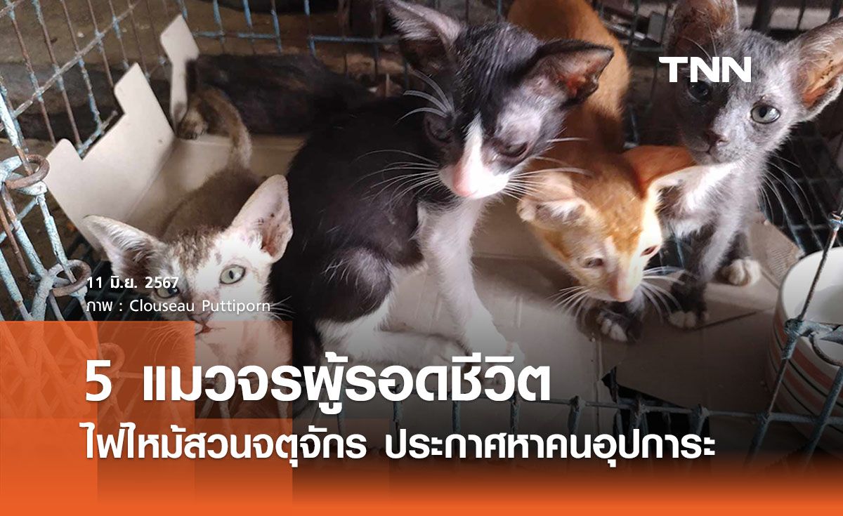 แมวจร 5 ชีวิตรอดตายไฟไหม้จตุจักร ชาวเน็ตช่วยแชร์หาคนอุปการะ