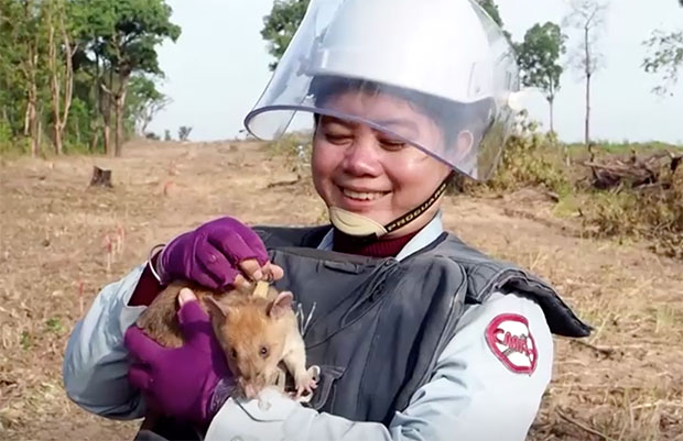 เปิดภาพน่ารัก ‘หนูยักษ์ฮีโร่’ ดมกลิ่นหากับระเบิดในกัมพูชา เปิดภาพน่ารัก ‘หนูยักษ์ฮีโร่’ ดมกลิ่นหากับระเบิดในกัมพูชา