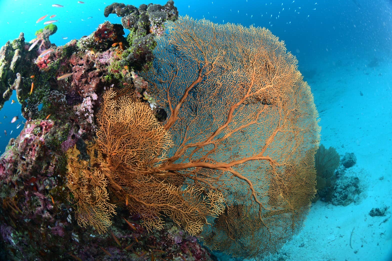 เปิดโลกใต้ทะเลชม ปะการัง สุดยอดความสวยงามติดอันดับโลก ที่ “หมู่เกาะสิมิลัน” จ.พังงา เปิดโลกใต้ทะเลชม ปะการัง สุดยอดความสวยงามติดอันดับโลก ที่ “หมู่เกาะสิมิลัน” จ.พังงา