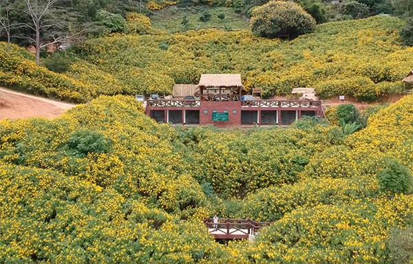 เปิดที่เที่ยวเชียงราย ปี 2564 ‘ดอยหัวแม่คำ’ ดอกบัวตองงามตะการตา เปิดที่เที่ยวเชียงราย ปี 2564 ‘ดอยหัวแม่คำ’ ดอกบัวตองงามตะการตา