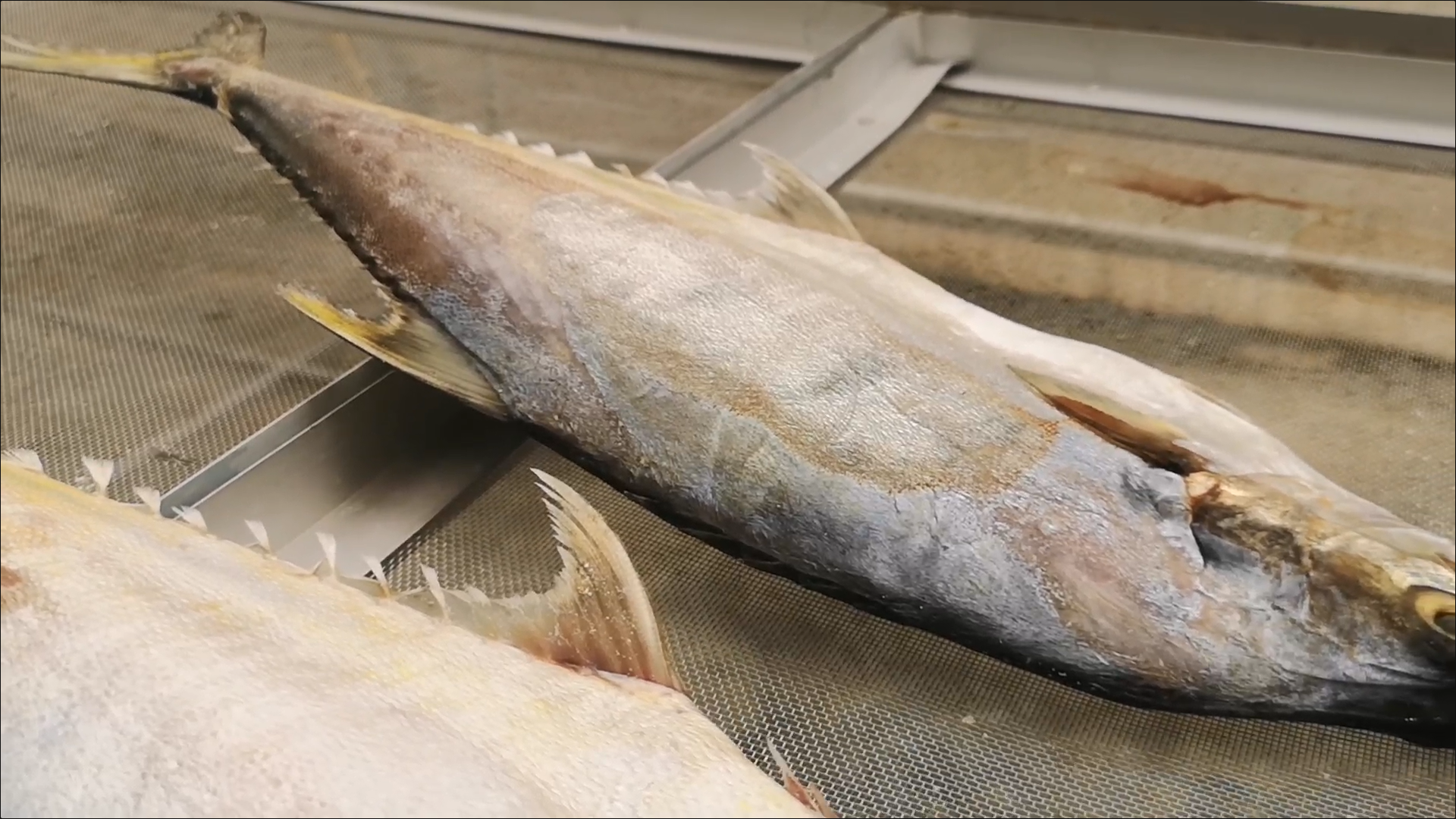 Soft Power กระแส ปลากุเลา แรงต่อเนื่อง ยอดขายพุ่งกว่าร้อยละ 30