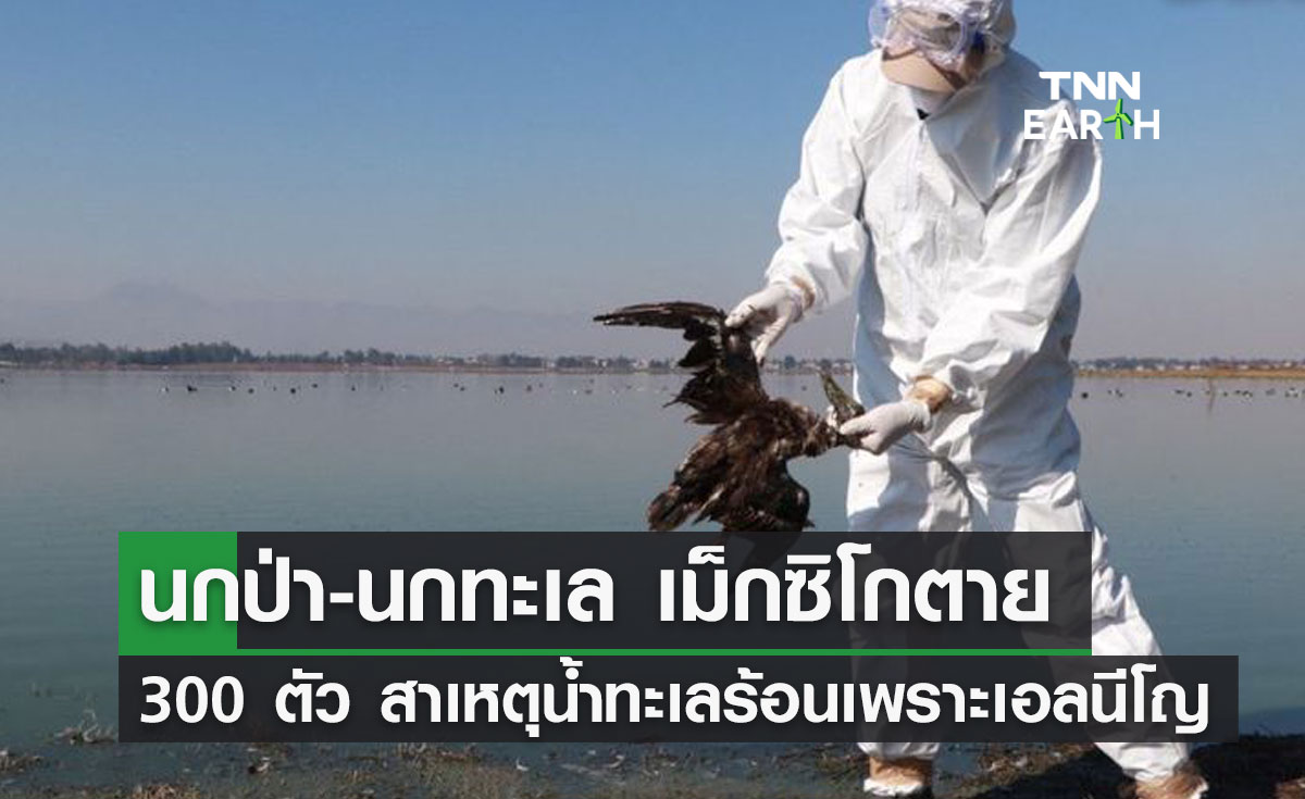 นกป่า-นกทะเล เม็กซิโกตาย 300 ตัว สาเหตุน้ำทะเลร้อนเพราะเอลนีโญ