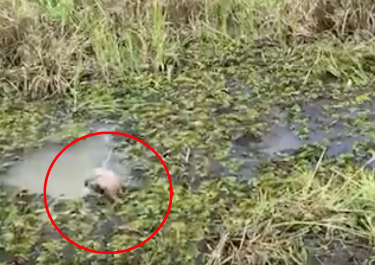 โถลูก! ช้างป่ากลัวถูกจับฉีดยาเลยหนีหมอด้วยการดำน้ำ โถลูก! ช้างป่ากลัวถูกจับฉีดยาเลยหนีหมอด้วยการดำน้ำ