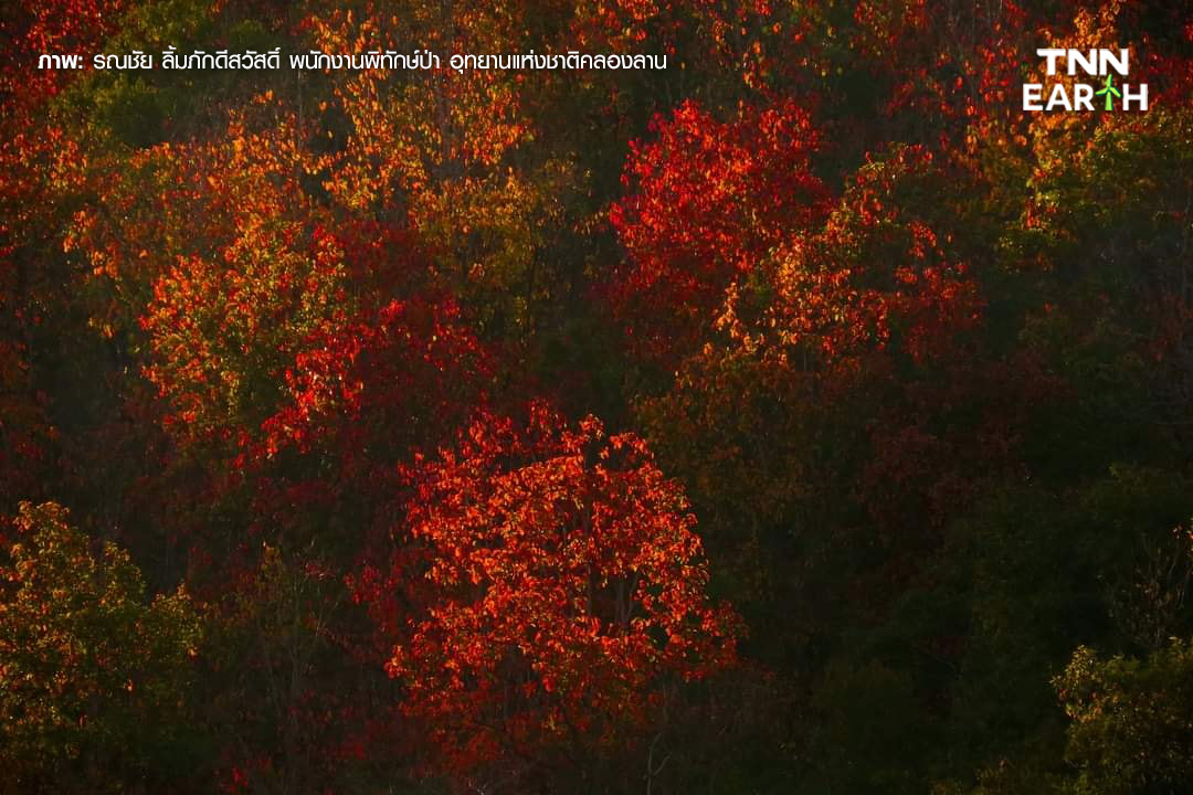 ชวนชม “ป่าเปลี่ยนสี” 1 ปีมีครั้งเดียว ที่คลองลาน จ.กำแพงเพชร ชวนชม “ป่าเปลี่ยนสี” 1 ปีมีครั้งเดียว ที่คลองลาน จ.กำแพงเพชร